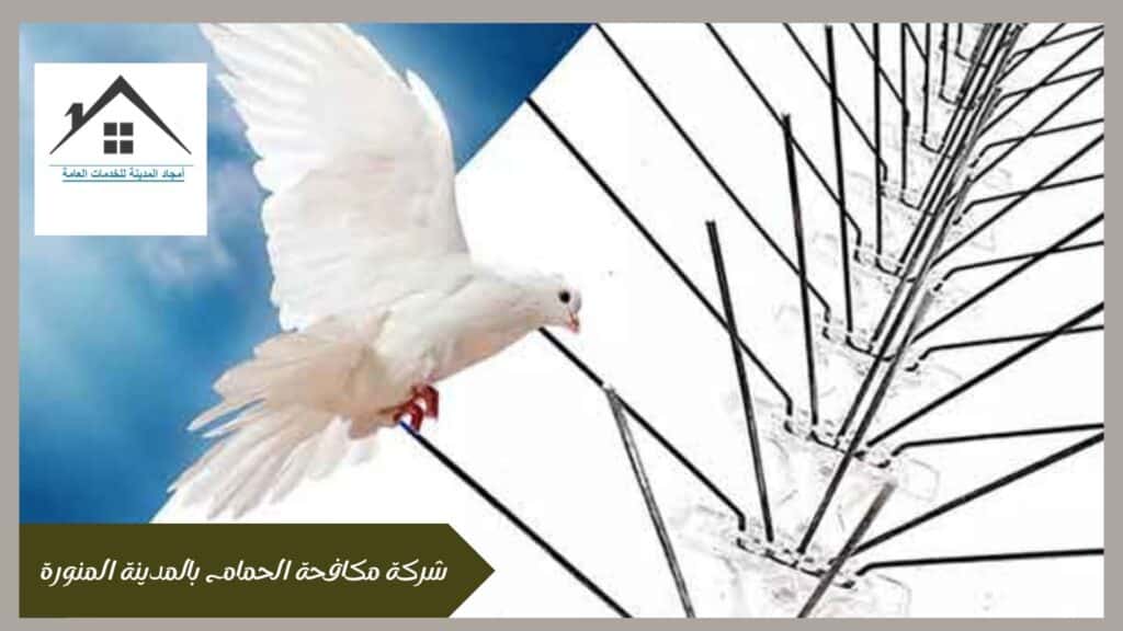 شركة مكافحة الحمام بالمدينة المنورة 0532214244 شركة مكافحة الحمام بالمدينة المنورة