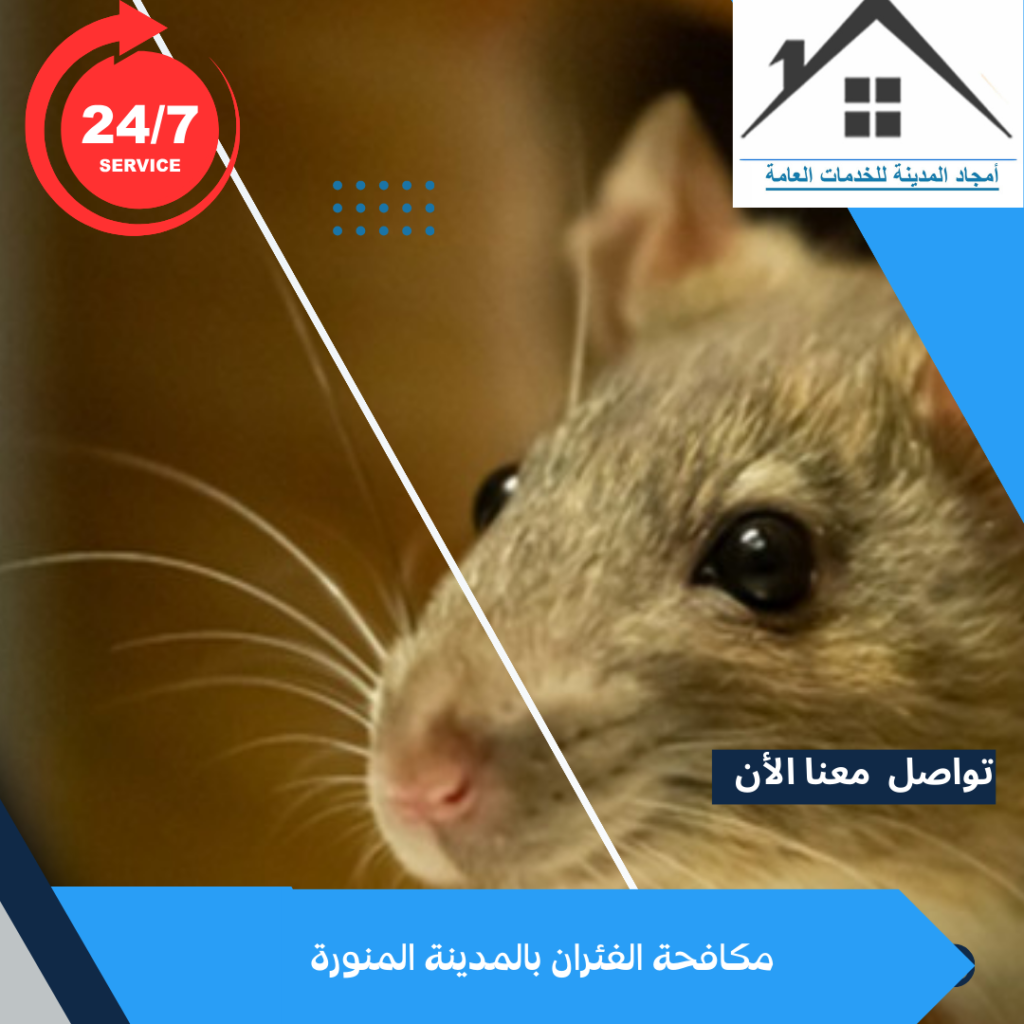 مكافحة الفئران بالمدينة المنورة 0532214244 مكافحة الفئران بالمدينة المنورة