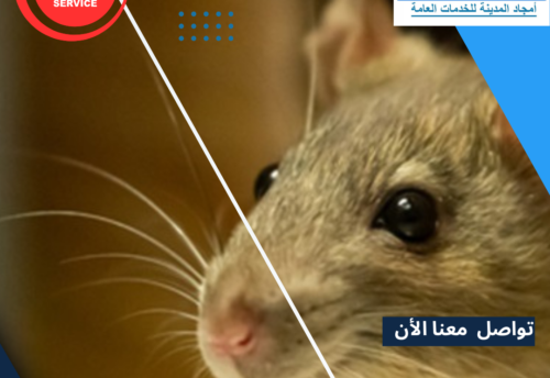 مكافحة الفئران بالمدينة المنورة