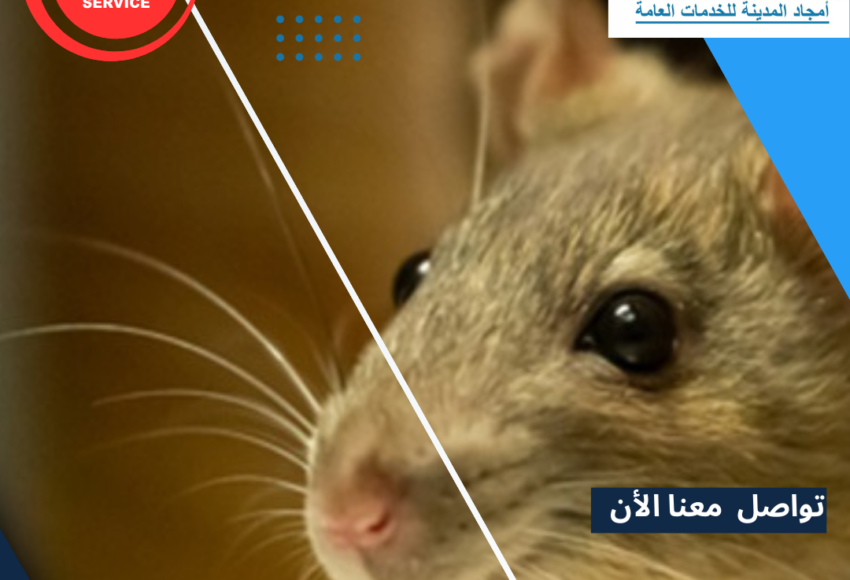 مكافحة الفئران بالمدينة المنورة