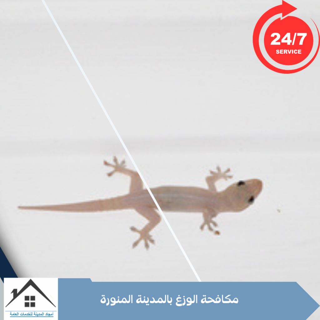 مكافحة الوزغ بالمدينة المنورة 0532214244 مكافحة الوزغ بالمدينة المنورة