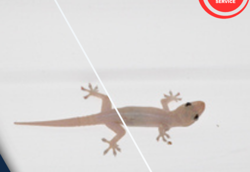 مكافحة الوزغ بالمدينة المنورة