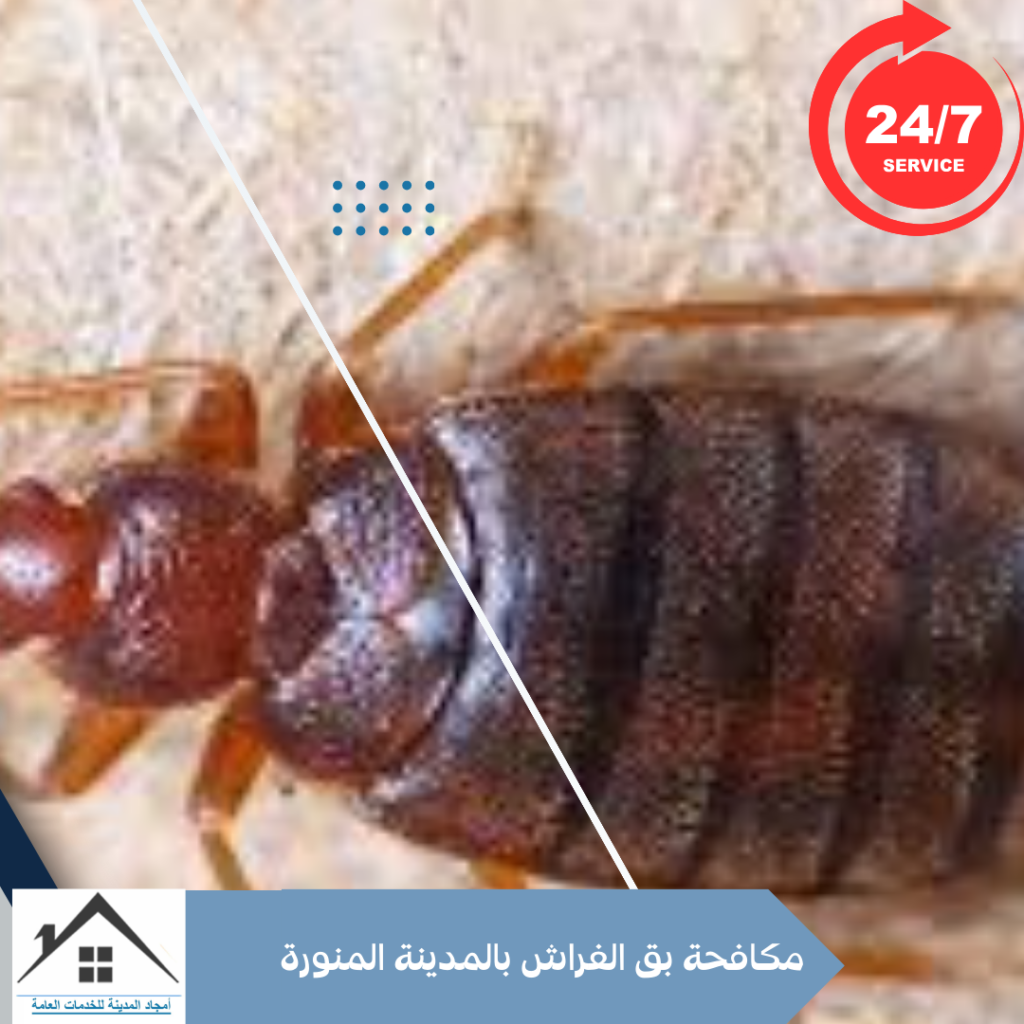 مكافحة بق الفراش بالمدينة المنورة