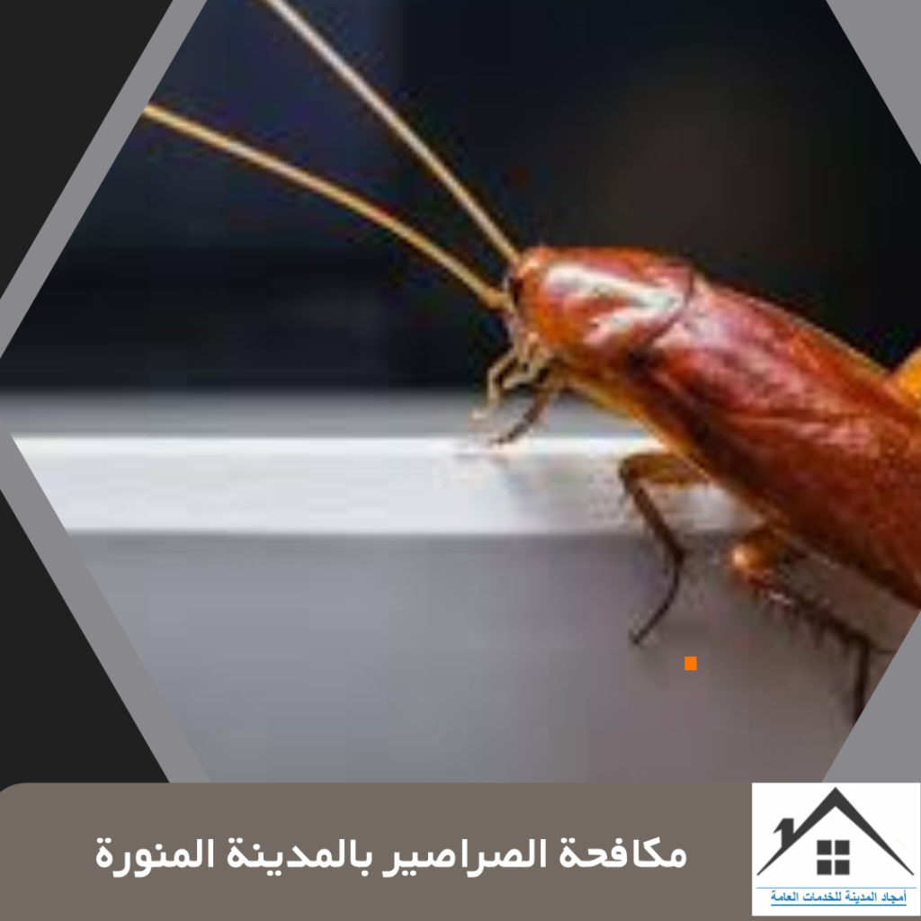 مكافحة الصراصير بالمدينة المنورة 0532214244 مكافحة الصراصير بالمدينة المنورة