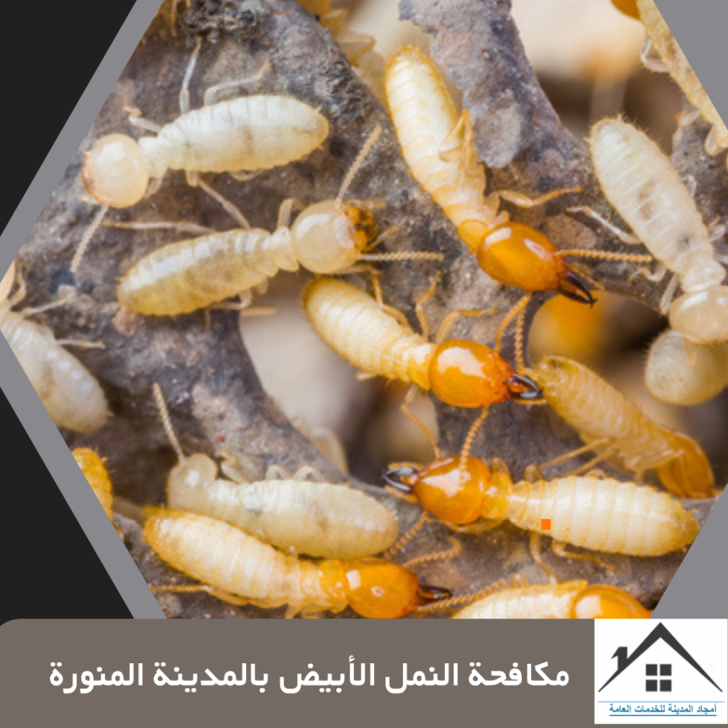 مكافحة النمل الأبيض بالمدينة المنورة 0532214244 مكافحة النمل الأبيض بالمدينة المنورة