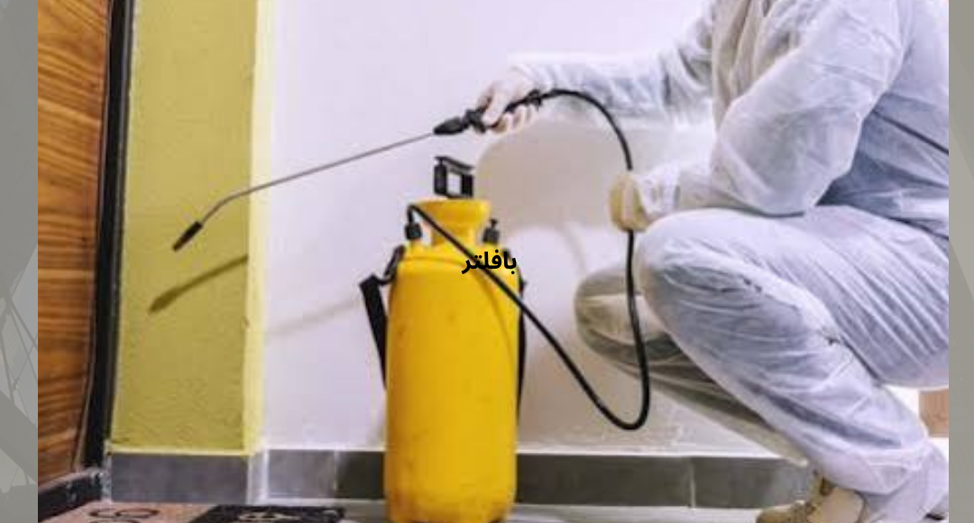 شركة مكافحة الفئران بالمدينة المنورة